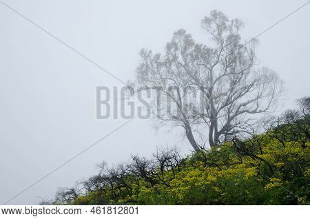 Southern Blue Gum Eucalyptus Globulus And Azores Buttercup Ranunculus Cortusifolius In A Fog. Cueva 