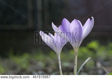 Two Purplecrocus Flower In The Garden Raised From The Ground