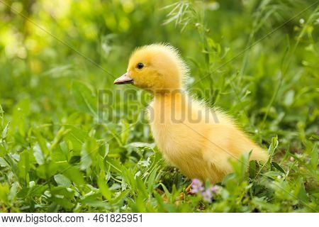 Cute Fluffy Duckling On Green Grass Outdoors. Baby Animal