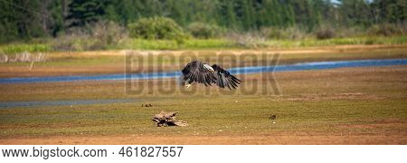 Bald Eagle (haliaeetus Leucocephalus) Flying Over The Rainbow Flowage, Panorama