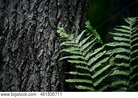 Wild Fern In The Forest Near Moscow. Polypodiophyta. Front View.