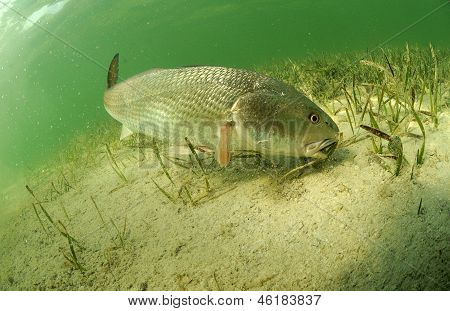 Punasimppua Ocean