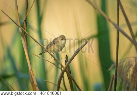 A Eurasian Reed Warbler On A Sunny Morning In Summer, Sitting On A Reed, Vienna (austria)