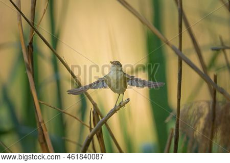 A Eurasian Reed Warbler On A Sunny Morning In Summer, Taking Off, Vienna (austria)