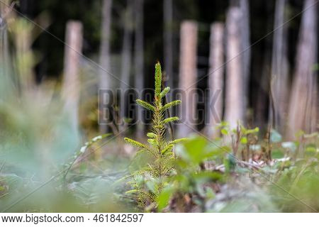 Young Pine Tree Planted Or Reforested In The Forest After The Artificial Cutting Of Logs. Reforestat