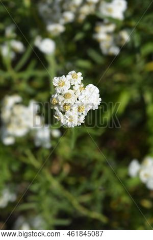 Sneezewort Yarrow White Flowers In The Summer