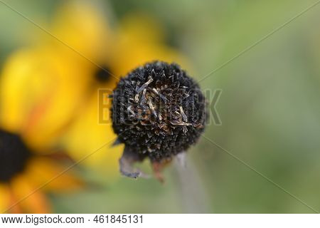 Deams Coneflower Seed Head In The Summer