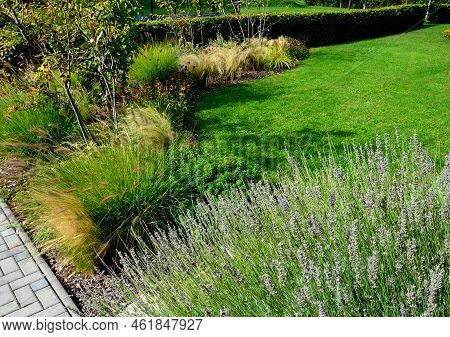 Flowerbed With Ornamental Grasses Dry Leaves In The Autumn Sun Shines Yellow Bunches Of Leaves. In T