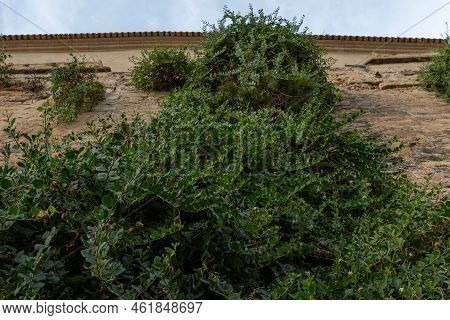 Caper Plant Hanging On The Medieval Stone Wall Of The Historic Center Of Palma De Mallorca, Spain
