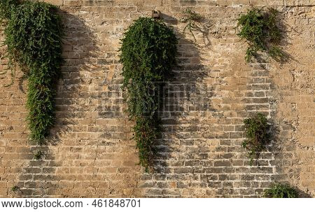 Caper Plant Hanging On The Medieval Stone Wall Of The Historic Center Of Palma De Mallorca, Spain