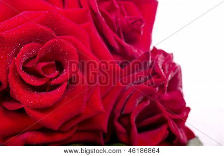 Belles fleurs roses rouges sur fond blanc