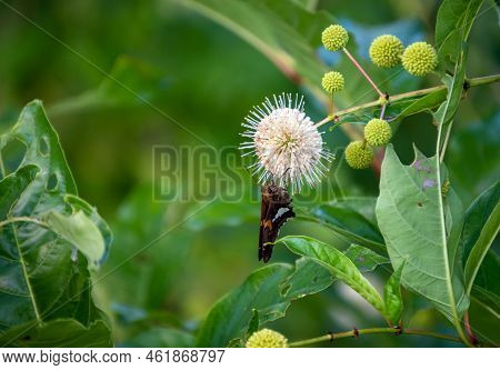 A Pretty Little Skipper Butterfly Gathers Nectar From The Pincushion Like Flower Of A Buttonbush. Bo
