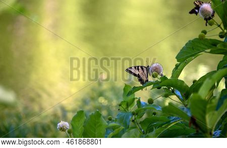 A Pretty Yellow Swallowtail Butterfly Is Attracted To The Handsome Common Buttonbush Shrub Near Lake