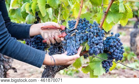 Cannonau Grape Harvest. Manual Harvesting Of Grapes. Agriculture.