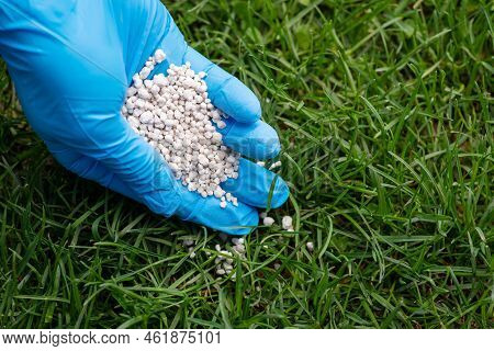 Hand In Blue Glove Fertilizing Grass With Mineral Npk Fertilizer. Applying Fertilizer To The Lawn Fo