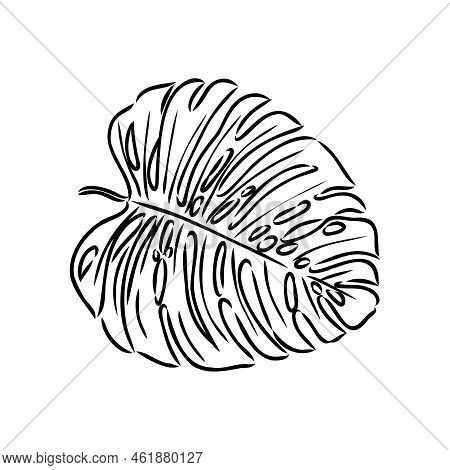 Exotic Monstera. Continuous One-line Drawing. Handmade Summer Tropical Leaf On White Background. Min