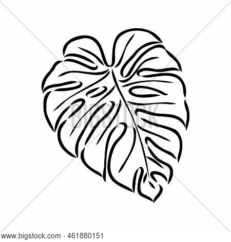 Exotic Monstera. Continuous One-line Drawing. Handmade Summer Tropical Leaf On White Background. Min
