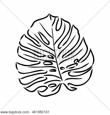 Exotic Monstera. Continuous One-line Drawing. Handmade Summer Tropical Leaf On White Background. Min