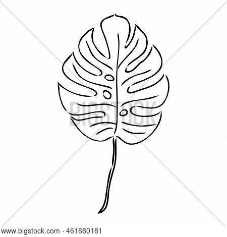 Exotic Monstera. Continuous One-line Drawing. Handmade Summer Tropical Leaf On White Background. Min