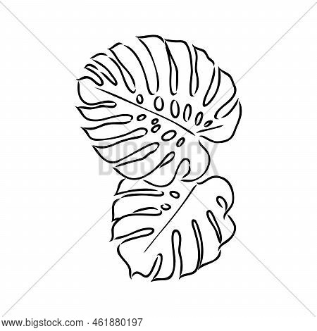 Exotic Monstera. Continuous One-line Drawing. Handmade Summer Tropical Leaf On White Background. Min
