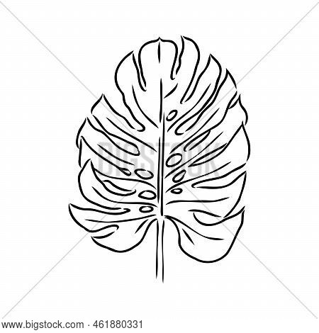 Exotic Monstera. Continuous One-line Drawing. Handmade Summer Tropical Leaf On White Background. Min