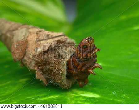 Closeup Brown Bagworm On The Green Leaf