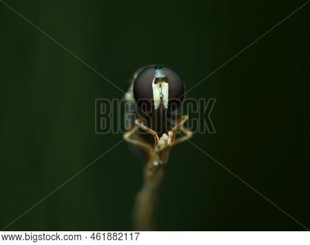 Hover Fly Perched On The Dry Grass