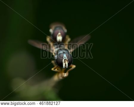 Little Hover Fly Mating On The Dry Grass From The Front View