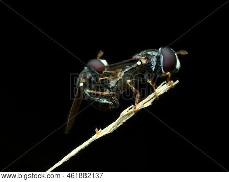 Little Hover Fly Mating On The Dry Grass