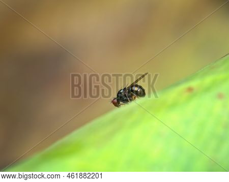 Cute Little Fly On The Green Leaf