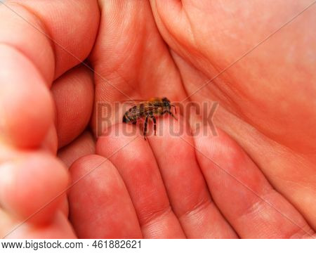 Small Fluffy Honey Bee Apis Mellifera Is Sitting On A Man's Finger And Resting. Striped Animal With 