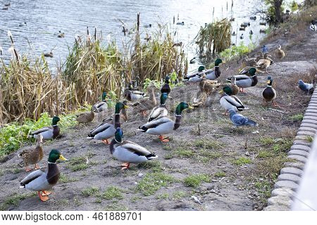 Common Mallard, A Flock Of Waterfowl, A Wild Duck With A Gray Head On The River Bank