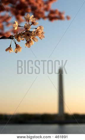 DC Blossom Sunrise