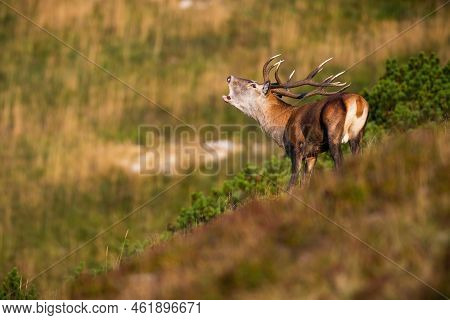 Red Deer Roaring In The Moddle Of Dwarf Pine In Autumn