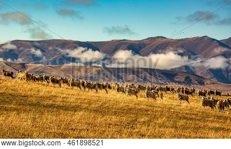 High Country Remote Sheep  Farming On One Of The Rural Gravel Roads Below The Cloud Shrouded Mountai