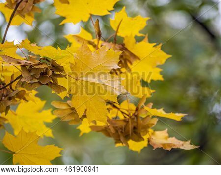 Maple Branches With Yellow Leaves And Seeds In Autumn, In The Light Of Sunset. Dry Autumnal Leaves B
