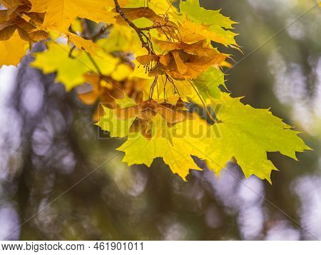 Maple Branches With Yellow Leaves And Seeds In Autumn, In The Light Of Sunset. Dry Autumnal Leaves B