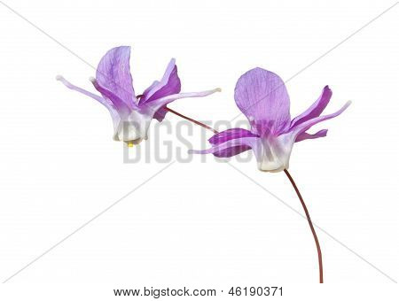 Blomster af Barrebwort