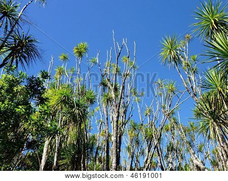 Kål træ palms