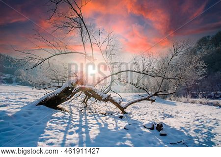Freeze Tree On The Glade In The Snow In The Winter Season At Sunrise. Winter View Winter Background.