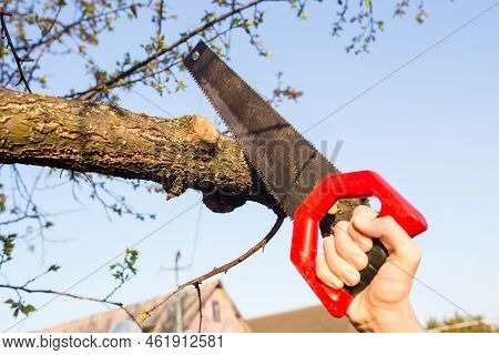 Closeup Of A Branch On A Tree With A Saw.