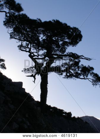 Eenzame Pine