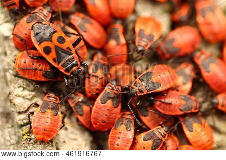 Pyrrhocoris Apterus, Group Of Red Beetles, Bedbugs