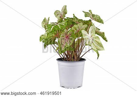 Exotic 'caladium Miss Muffet' (botanic Name) Houseplant With Pink And Green Leaves With Red Dots In 