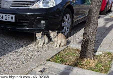 Cat. Stray Cat Walking Through The Streets Of Cercedilla, In Madrid. Animal. Feline. Domestic Animal