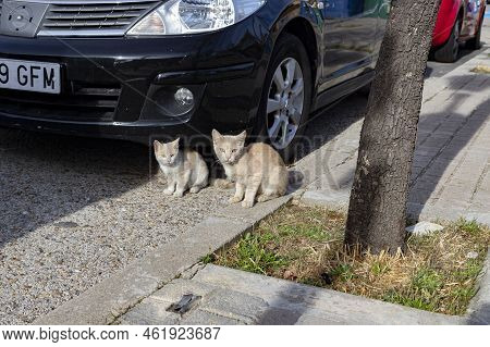Cat. Stray Cat Walking Through The Streets Of Cercedilla, In Madrid. Animal. Feline. Domestic Animal