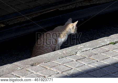 Cat. Stray Cat Walking Through The Streets Of Cercedilla, In Madrid. Animal. Feline. Domestic Animal