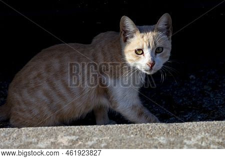 Cat. Stray Cat Walking Through The Streets Of Cercedilla, In Madrid. Animal. Feline. Domestic Animal