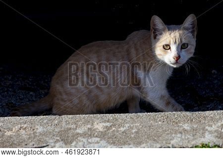 Cat. Stray Cat Walking Through The Streets Of Cercedilla, In Madrid. Animal. Feline. Domestic Animal