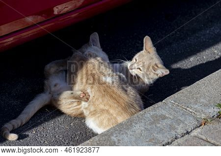Cat. Stray Cat Walking Through The Streets Of Cercedilla, In Madrid. Animal. Feline. Domestic Animal